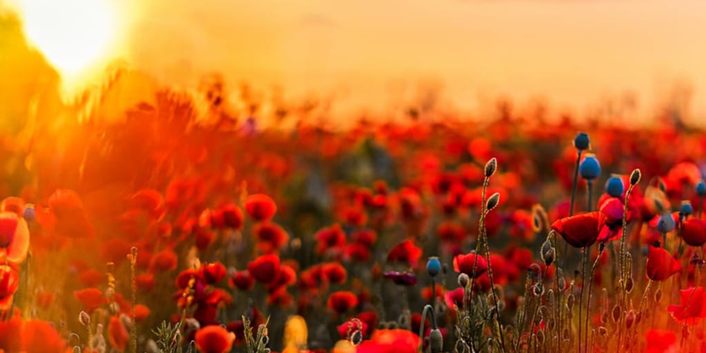 We Will Remember Them - Vimarsana News